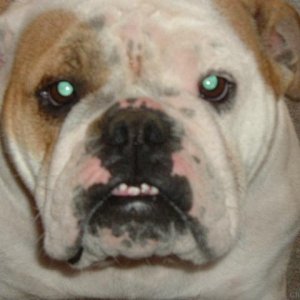 English bulldog