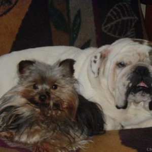 Yorkie & ENG. Bulldog