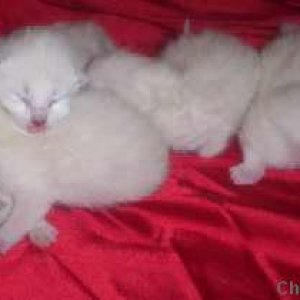 4 day old kittens