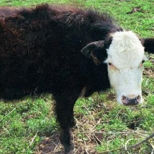 Calypso, the Pet Bull