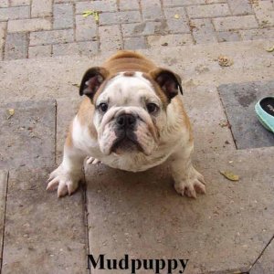 MudPuppy