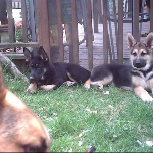 german sheps at rest