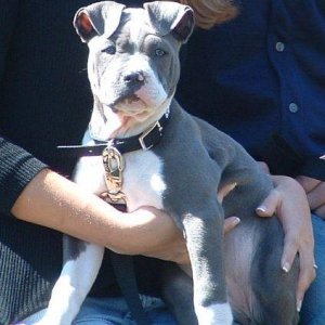 Diva Delilah