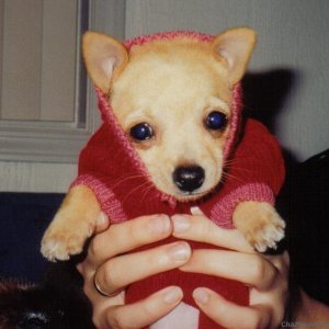 Media 'Baby Rosie' in category 'Dog Pictures'
