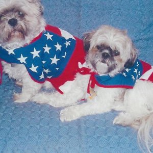 Patriotic  Pups