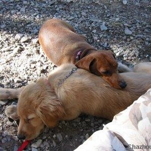My dogs