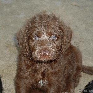 Labradoodle Male