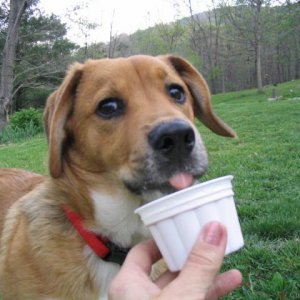 Ajax loves his ice cream