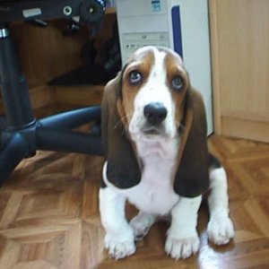 Bruno the basset