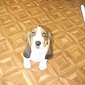 So tiny, and look at those ears!