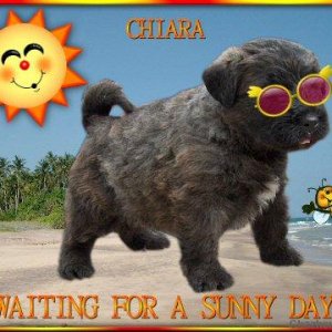 Chiara, bouvier des flandres puppy at 4 weeks