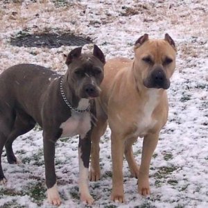 Ch Pit Bulls in the snow
