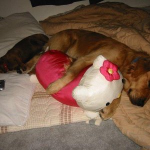 Boomer and his Hello Kitty pillow