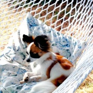 In the hammock