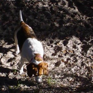 Baylee sniffing in the yard