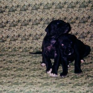 Amira's puppies...