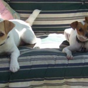 Lucy (JRT) & Holly (Rat Terrier)