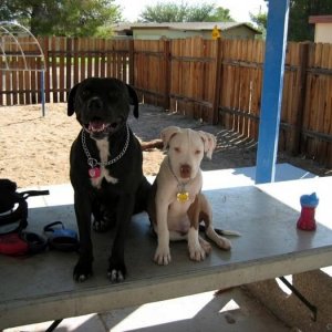 Chyna and Triton at the park