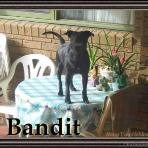 Bandit