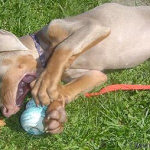 Phantom loves his kong toy!