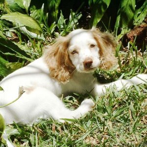 Blondie in the Garden