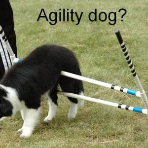 Agility dog, eh?