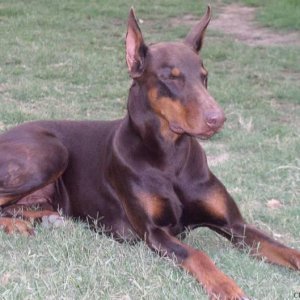 My dobie - Virat !