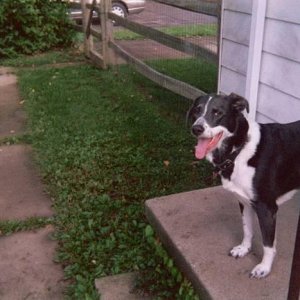 Molly wants to come in!