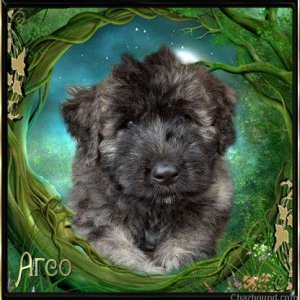 Arco, bouvier puppy at 8 weeks