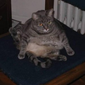 Jabba The Cat