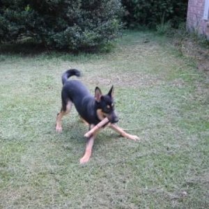 Maximus playing