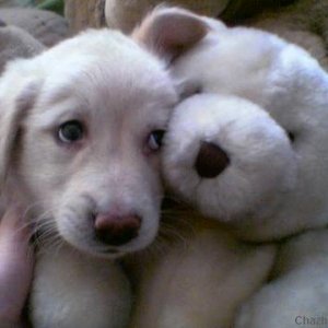 Puppy Love