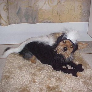 Bitsy the skunk-dog