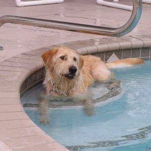 Buddy in Pool