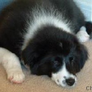 Media 'Clean puppy' in category 'Puppy Pictures'
