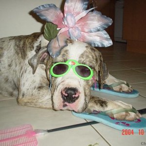 My silly Great Dane