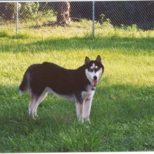 Zeus_at_the_dog_park