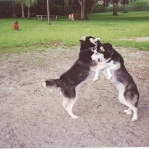 Play_time_at_the_dog_park_001