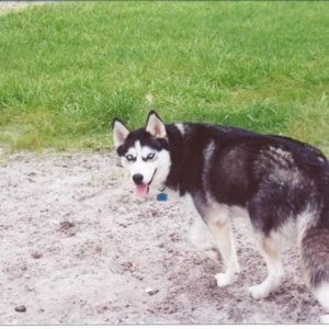 Sam_at_the_dog_park