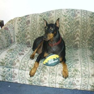 My Packers Dobe