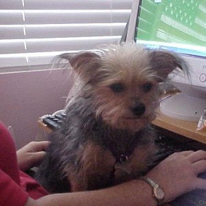 Bitsy at the Computer