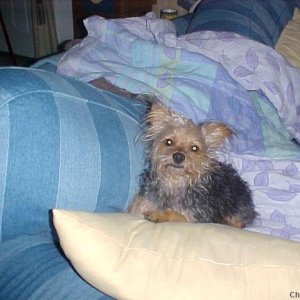 Bitsy on the Couch