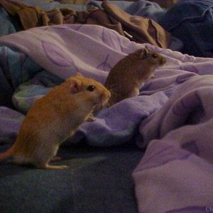 My Gerbils!