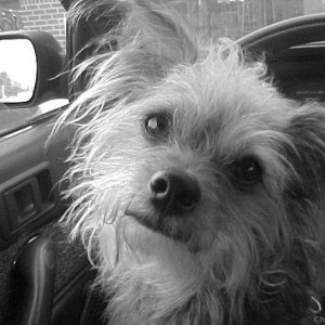 Bitsy in the Car