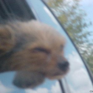 Bitsy hanging her head out the car window