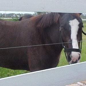 Horse With Blue Eyes