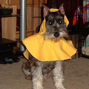 Pookie Raincoat