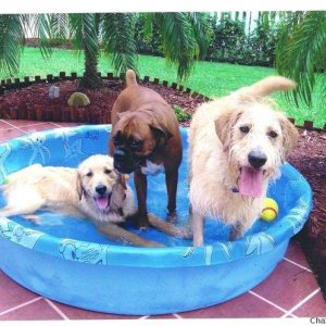 Media 'Pool Party' in category 'Dog Pictures'