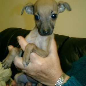 TOY TERRIER BABY