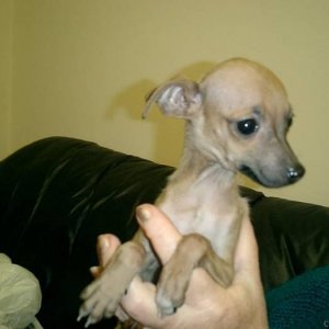 TOY TERRIER BABY boy